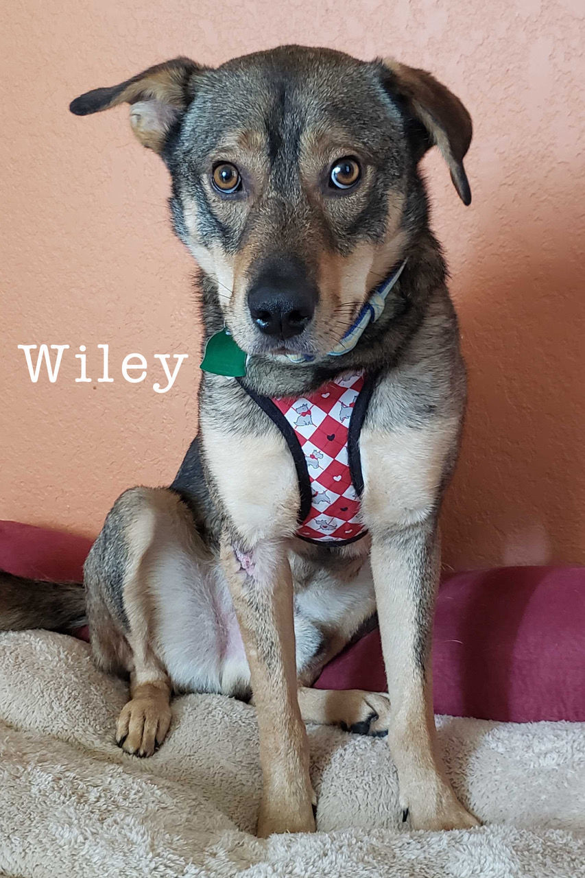 Wiley